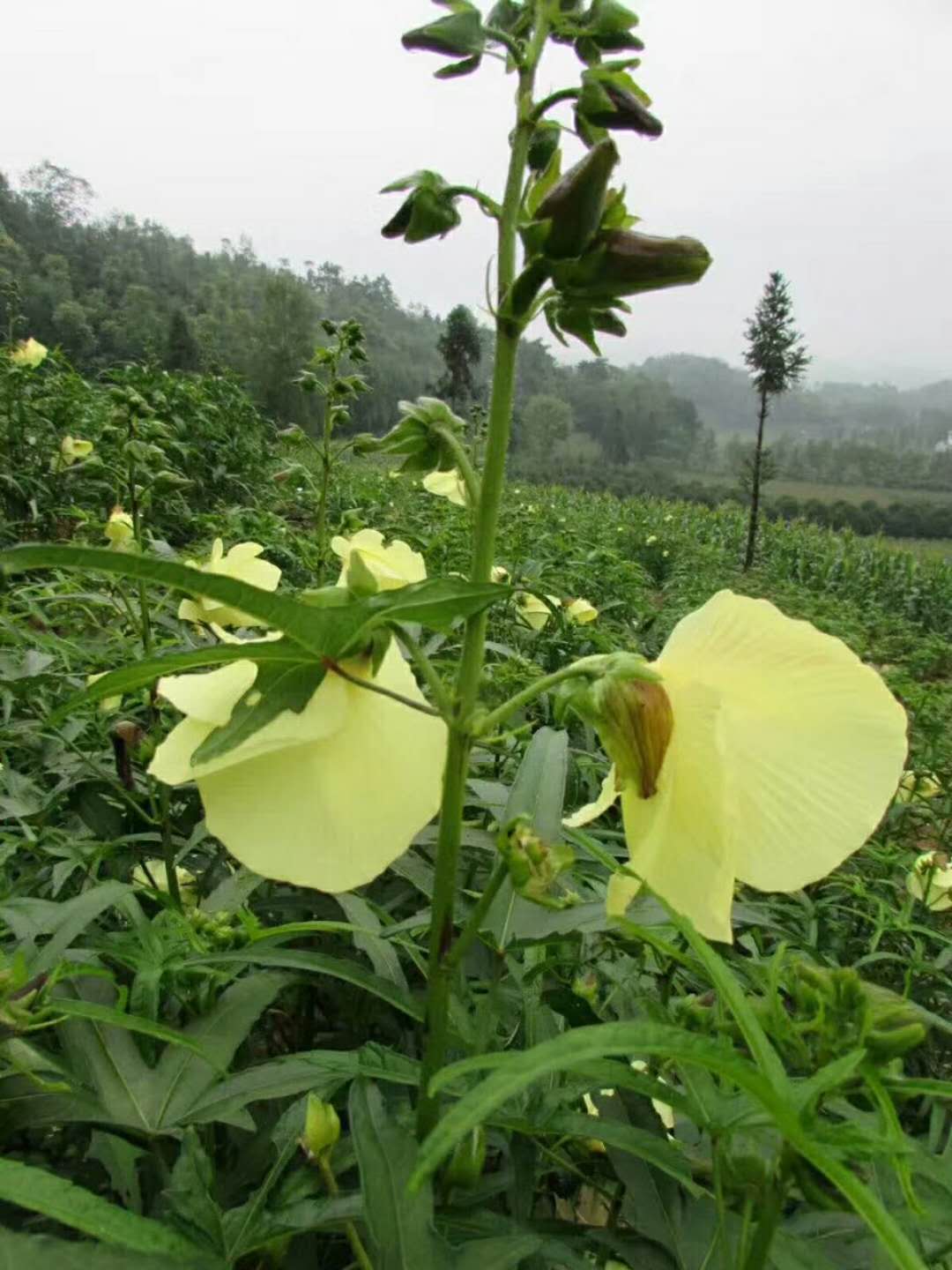 黄蜀葵,又名黄花葵,黄葵,棉花葵等,是一种常见的中药材,夏季采收其