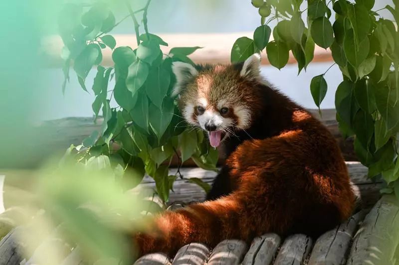 北京野生動物園