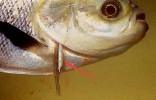 恐怖到极致的吸血鱼 还能钻入人体尿道