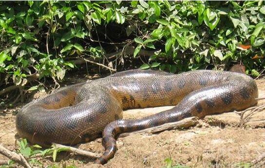 全世界最大的蛇,巨蛇泰坦蟒体长1524米