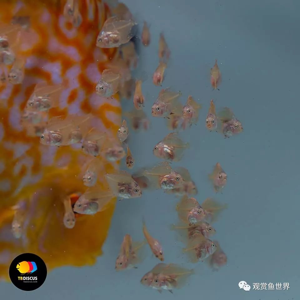 七彩鱼繁殖细节图片