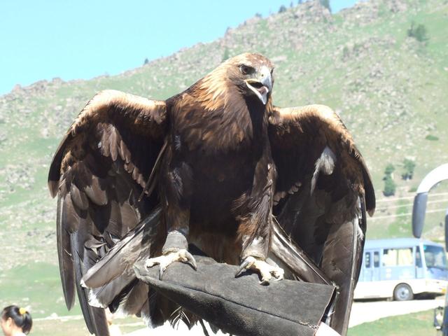 世界上最大的鹰雕图片图片