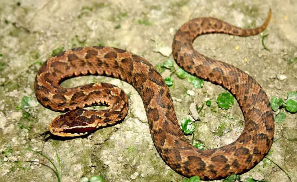 你若偶遇,避而远之:10种中国常见的毒蛇