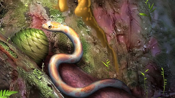 科学家在琥珀中发现史前幼蛇