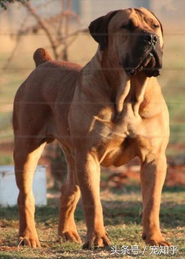 各種猛犬中的鐵面與眾不同的毛色十分霸氣