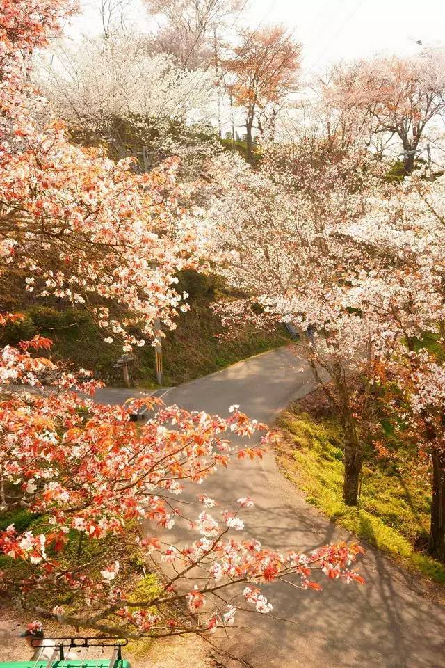日本奈良吉野山樱花景观