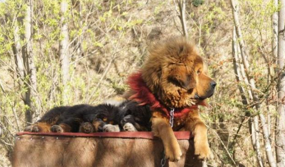 世界上最优秀的十大护卫犬：藏獒垫底第十！