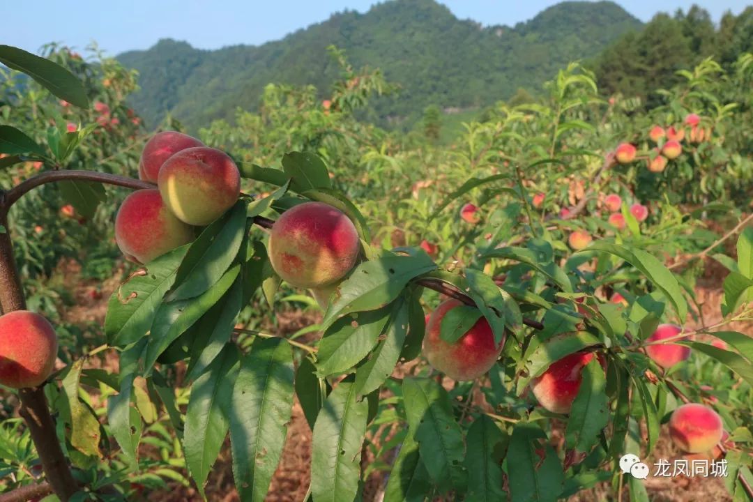 现在正值桃子成熟时,千亩桃园红透了亚大屋,硕大的桃果挂满枝头,像