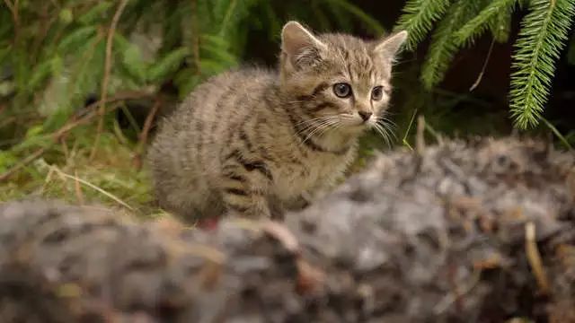 这两只路边的小奶猫没想到就是世上仅存不足40只的苏格兰野猫