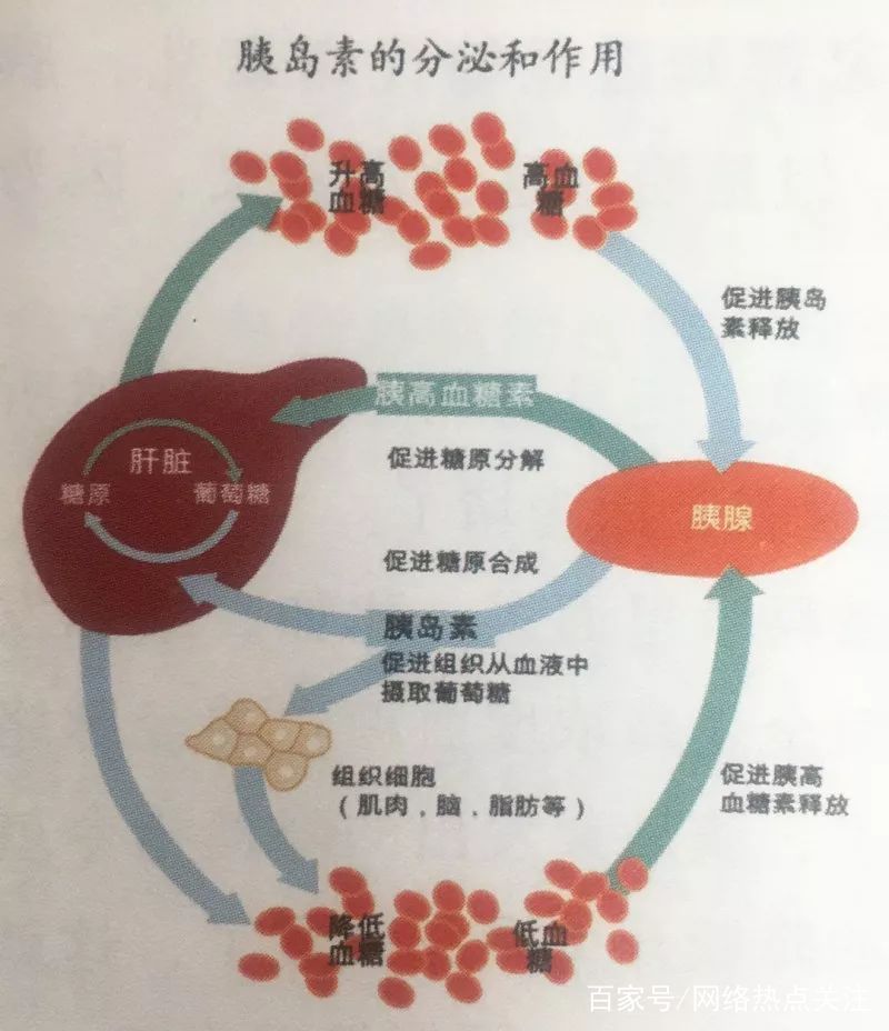 胰岛素分泌时相图片