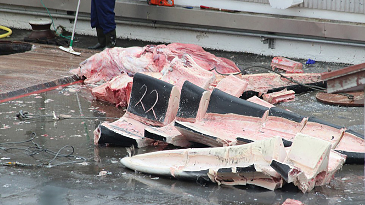 为什么日本人要杀鲸鱼,还要吃鲸鱼肉?看完心情沉重