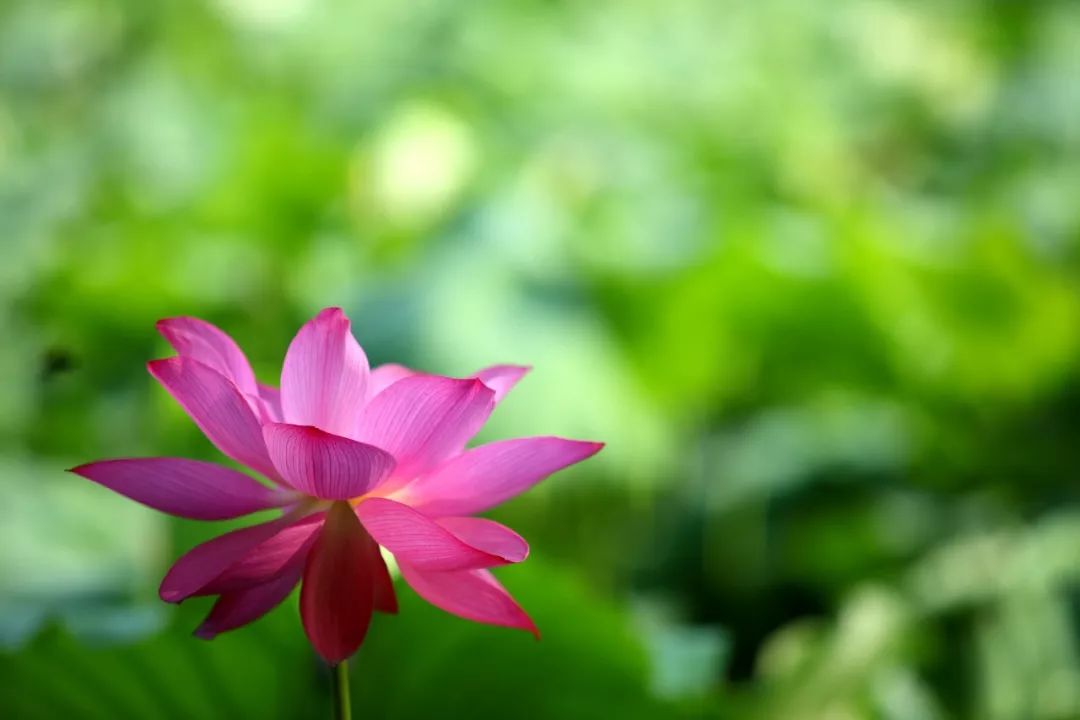 月下剑客 摄赶不上趟去看荷花宝宝的