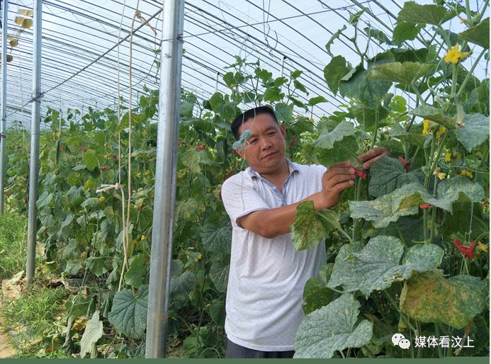 齐鲁晚报│7月20日 苑庄镇:汶上"种粮大户"张道立种田玩上智能化,用上