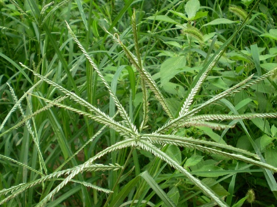 香炉草植株图片图片