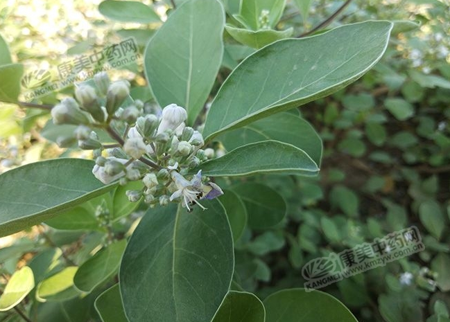 新药材品种宫集蔓荆子已种植1000多亩