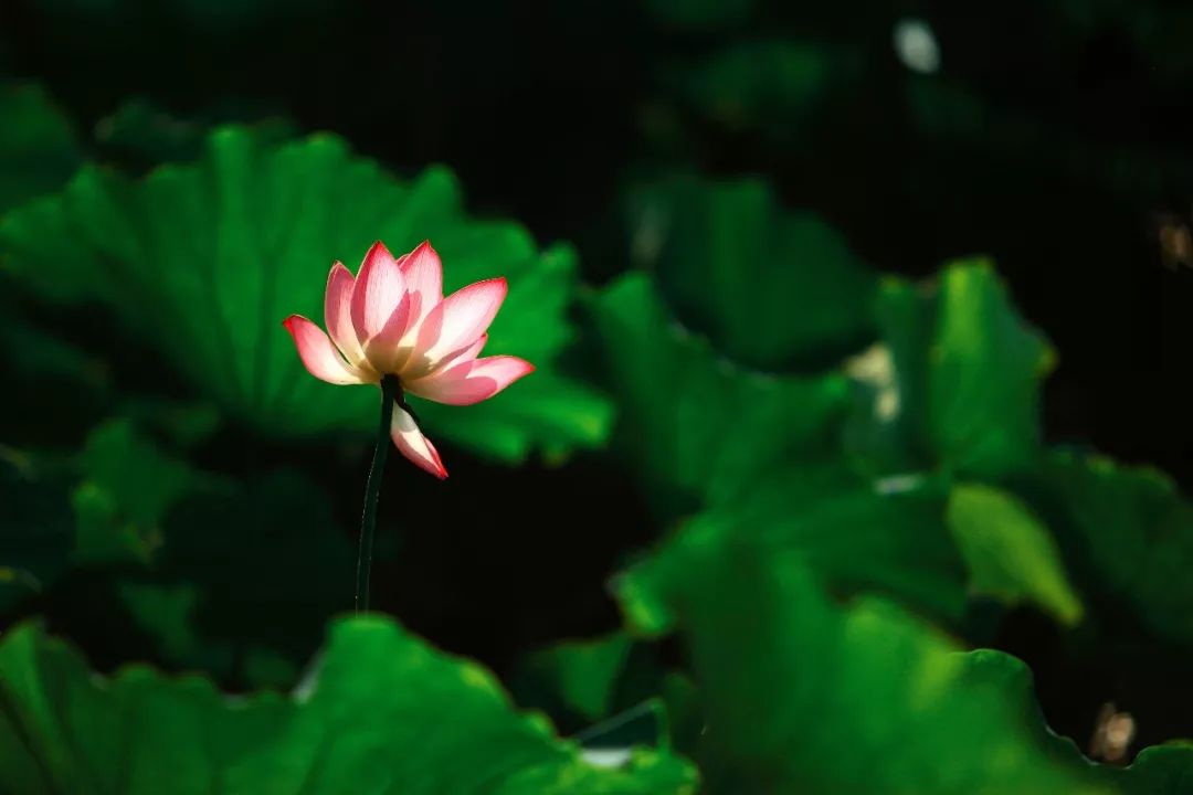 月下剑客 摄赶不上趟去看荷花宝宝的