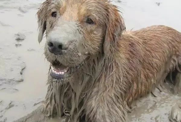 炎炎夏日狗子的花式玩水蹚泥塘让你哭笑不得