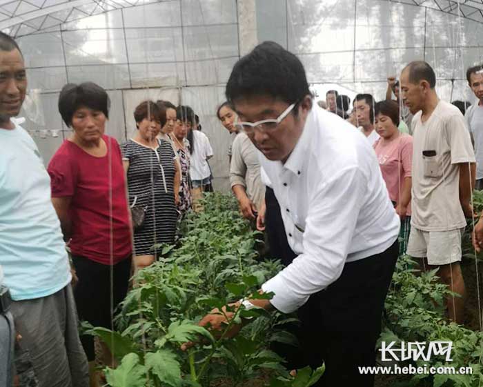 日本专家现场指导棚菜西红柿种植管理.李守财 摄