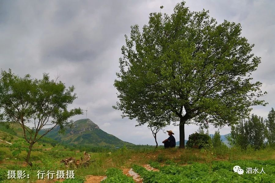 那天下午6点左右,我们来到了白仲泉村后那两棵杏树旁,遇到了白仲泉