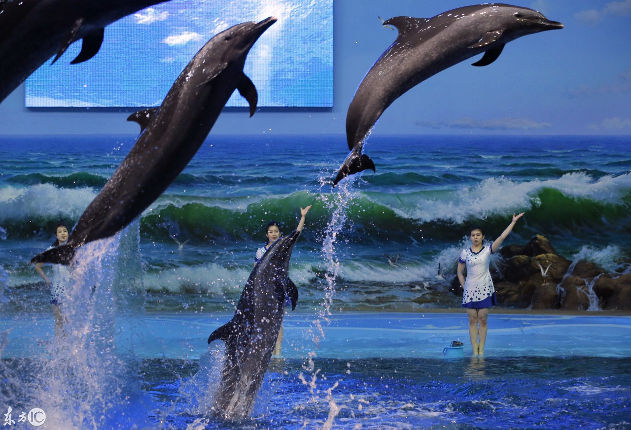 平壤海豚馆里的训练员指挥海豚表演