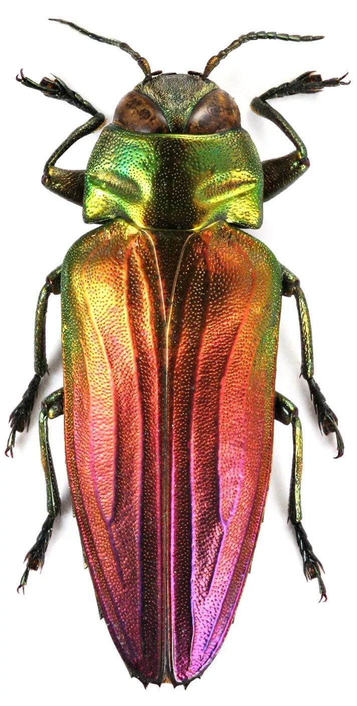 澳大利亚宝石甲虫图片