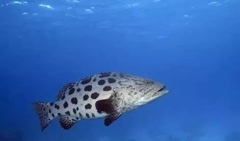 常見海水魚類圖譜大全