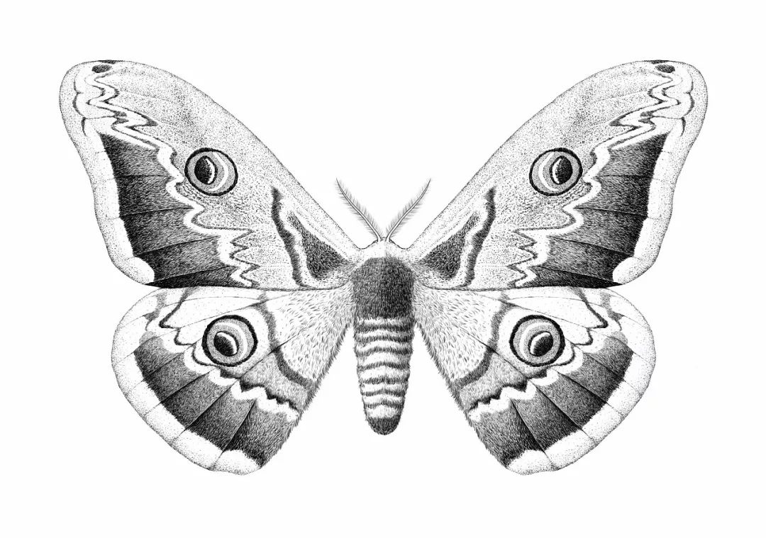 昆虫记大孔雀蝶手绘图片