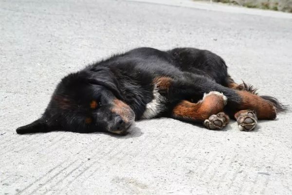 狗狗中毒死亡,还有很多你不知道的事