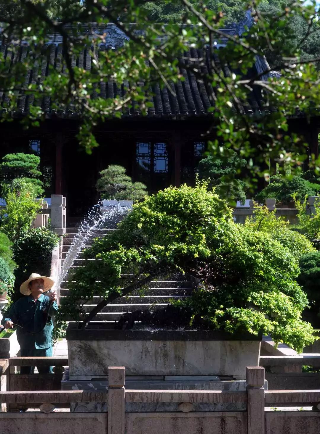 夏日炎炎!虎丘400余岁雀梅王安然度夏