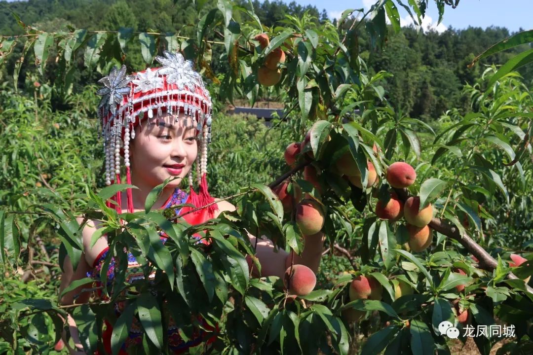 杨梅古寨亚大屋桃园引来好多美女和游客采摘桃果