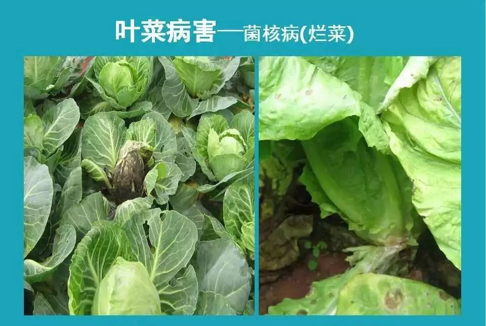 蔬菜类病害图谱