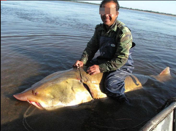 全球最大的淡水鱼,体重一千公斤,在我国黑龙江流域!