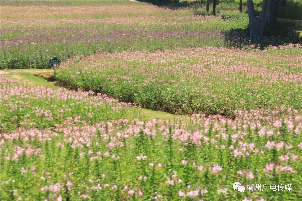 等醉蝶花花期結束後,鹿鳴公園將種上向日葵.