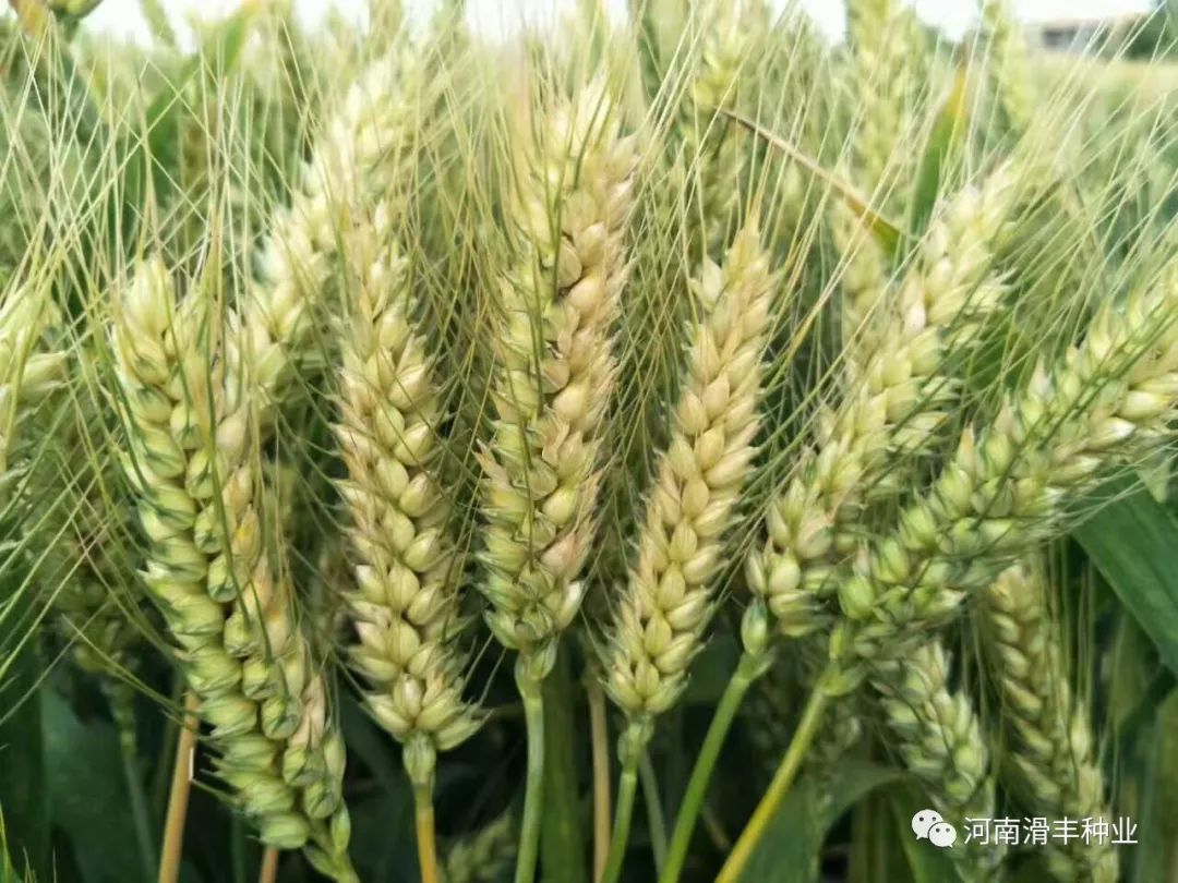 西农3517小麦品种简介图片