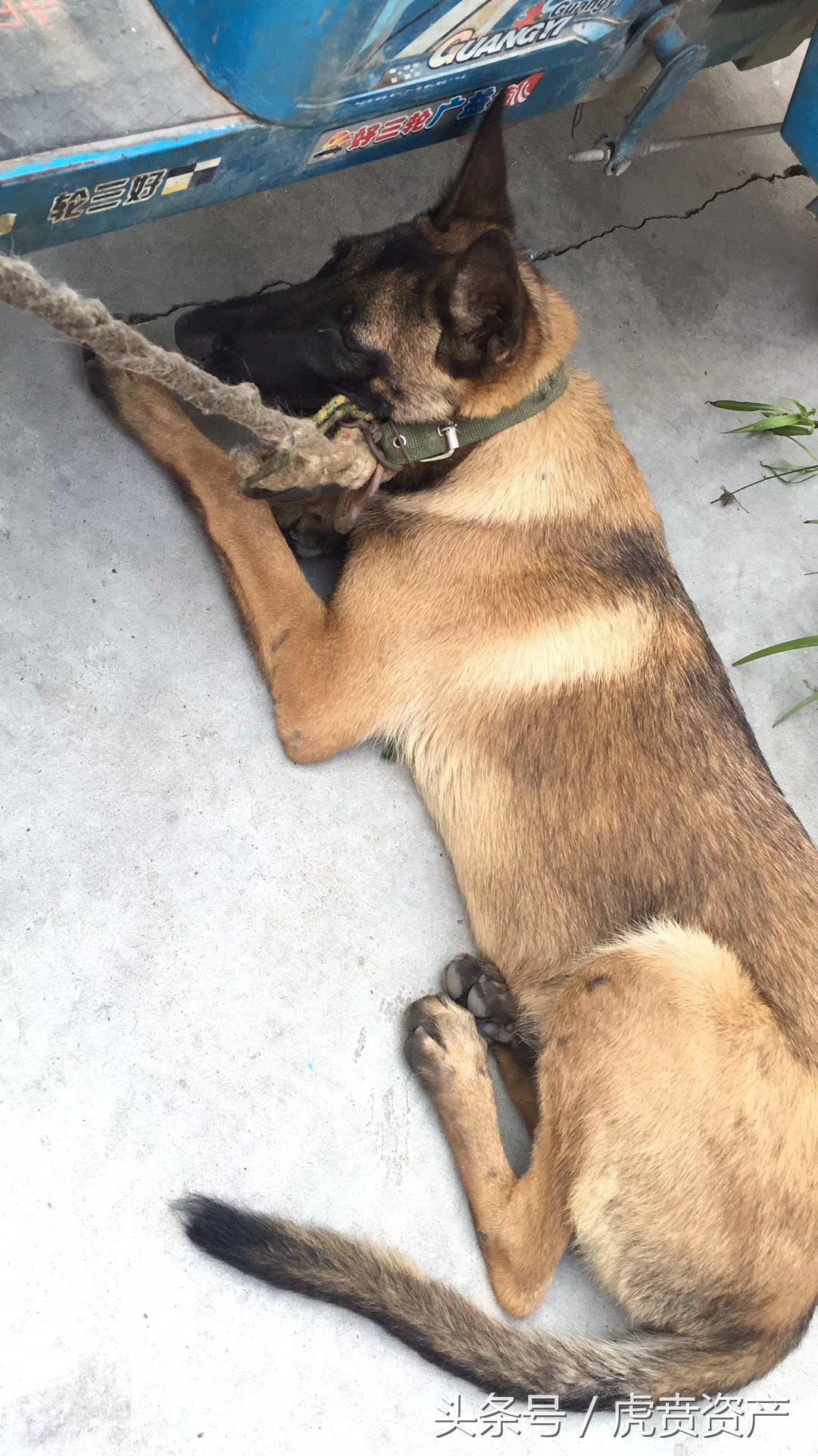 買了一隻五個月大的馬犬守衛養雞場