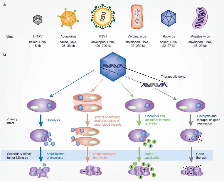 christian goetz matthias gromeier,preparing anoncolytic polio