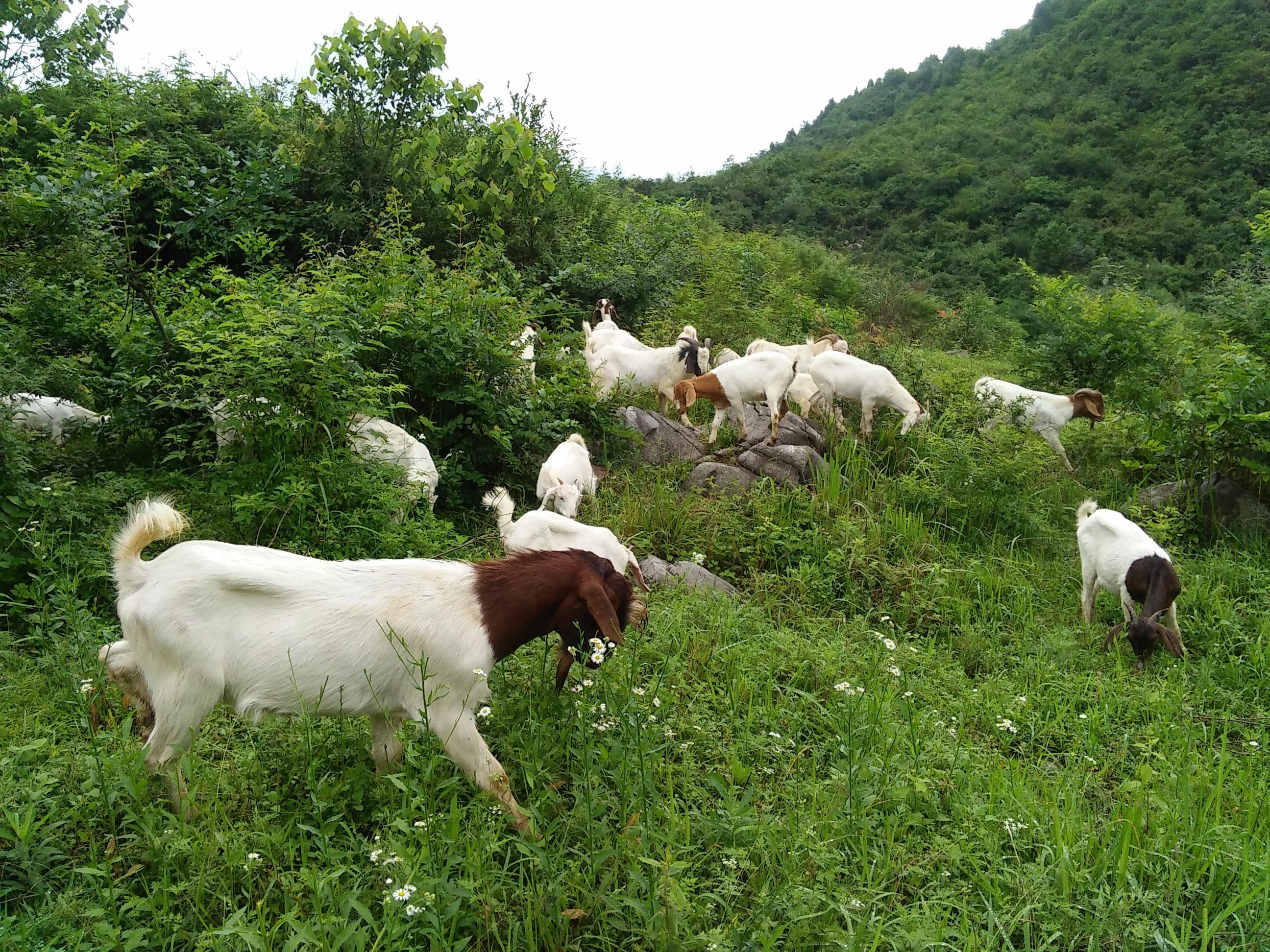 波尔山羊