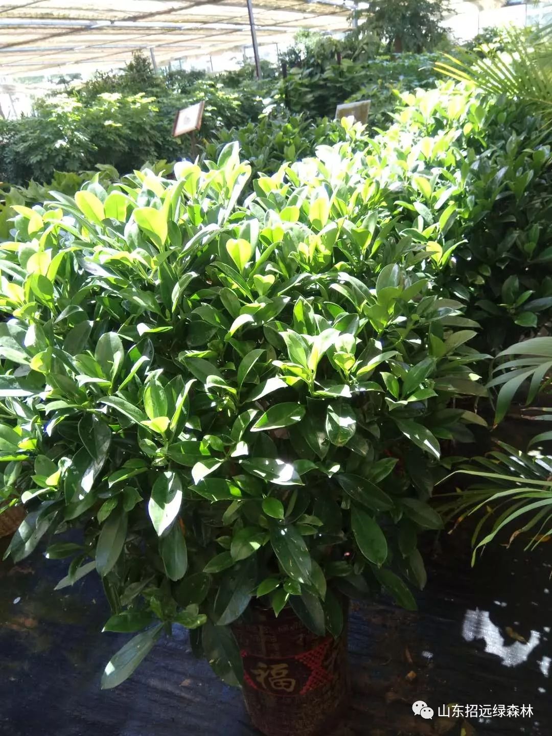 家居養護——非洲茉莉