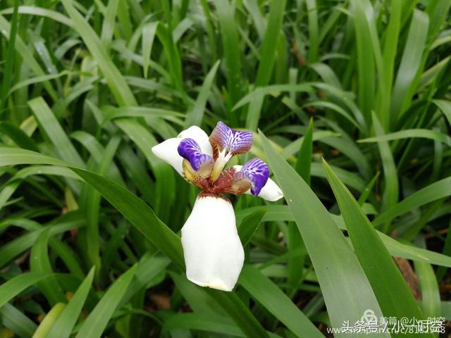 花花世界:紫蝶飞飞,又见巴西鸢尾花