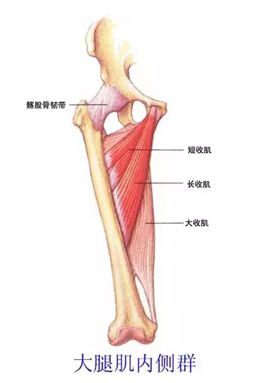 介绍两个训练大腿内侧肌群的动作,你有练过吗?