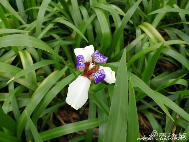 花花世界:紫蝶飞飞,又见巴西鸢尾花