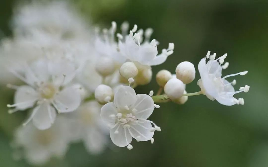 珍珠梅花语(珍珠梅花的花语)