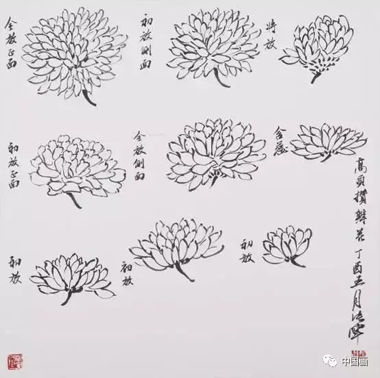 不同菊花花头的画法