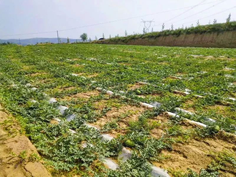 连日阴雨让400万斤本地西瓜销售遇阻,瓜农求助:帮帮我们!