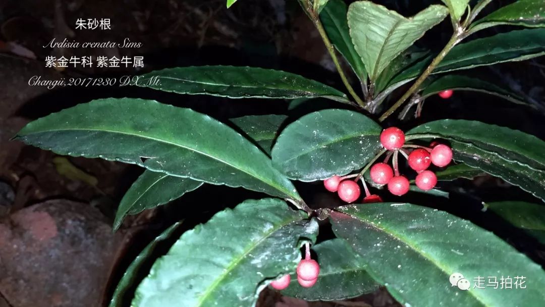 74,硃砂根山血丹ardisia lindleyanad. dietr.