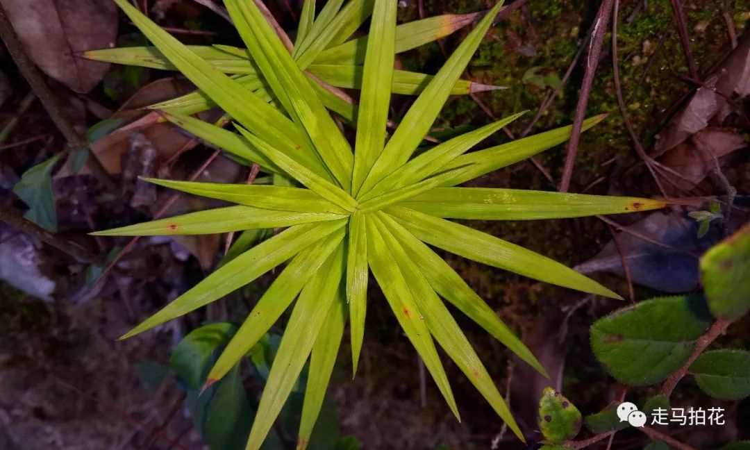 koyama 莎草科 薹草屬99,陰香陰香cinnamomum burmannii(c. g.