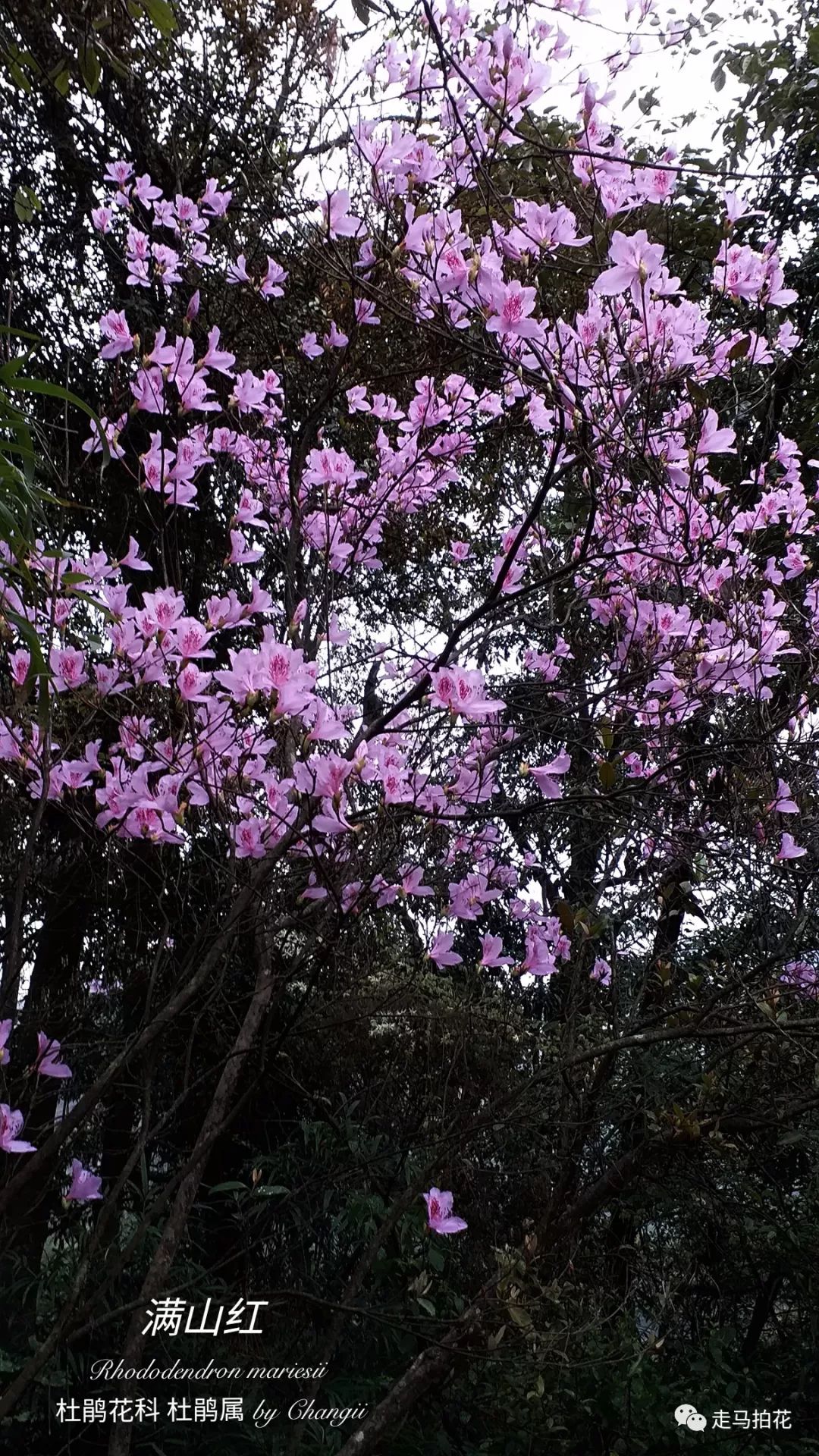 54,滿山紅映山紅rhododendron simsiiplanch.