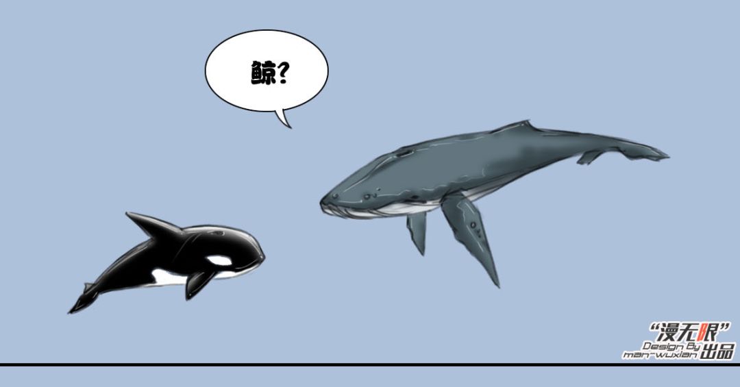 趣味漫画虎鲸和座头鲸的恩怨纠葛