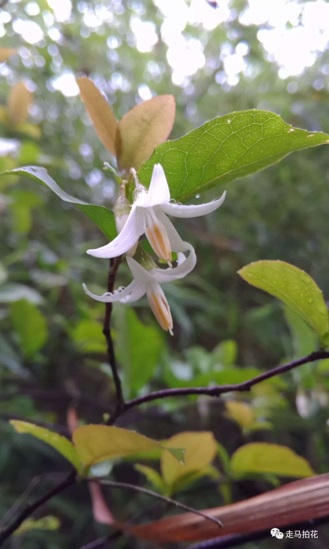 南岭黄檀花图片