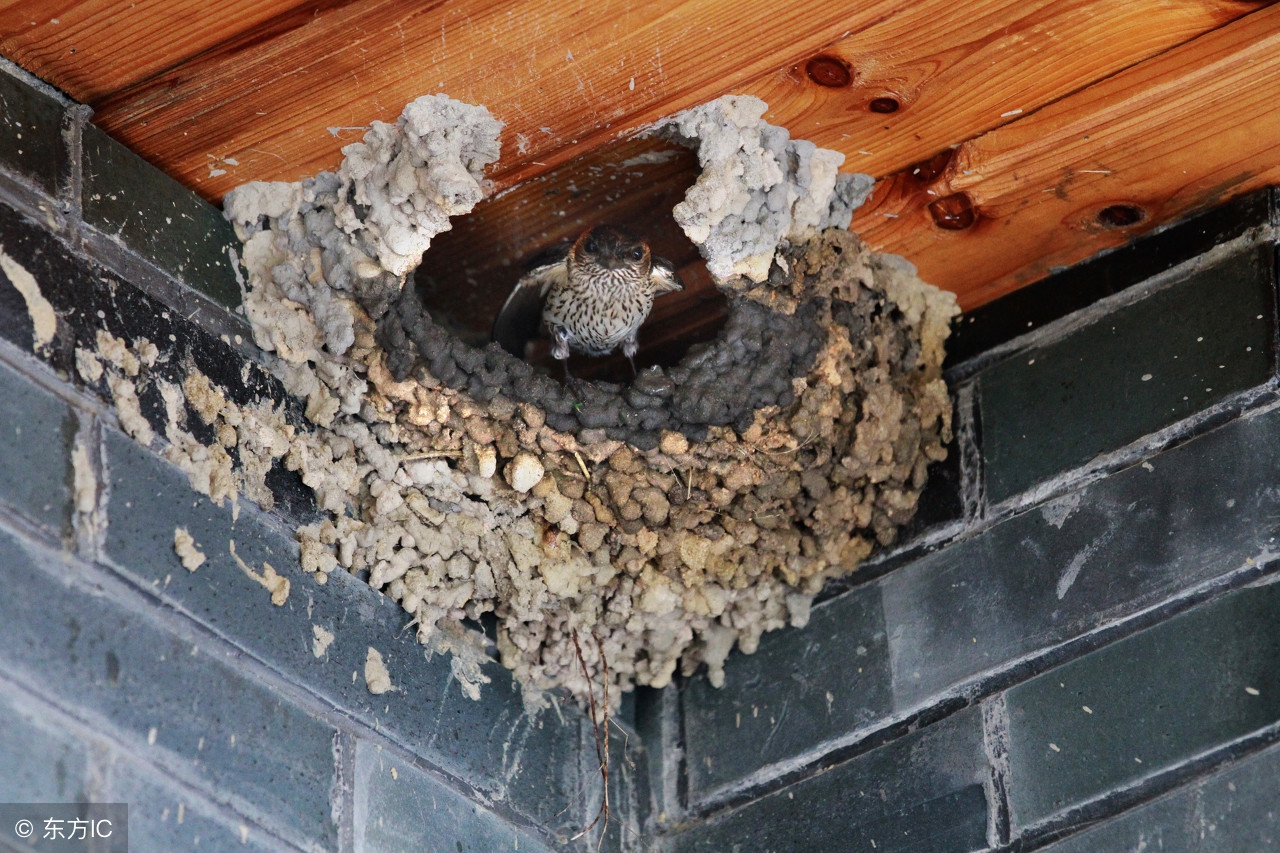 农村家庭的堂屋里,屋檐下,甚至门洞里都有成双成对的燕子垒窝筑巢